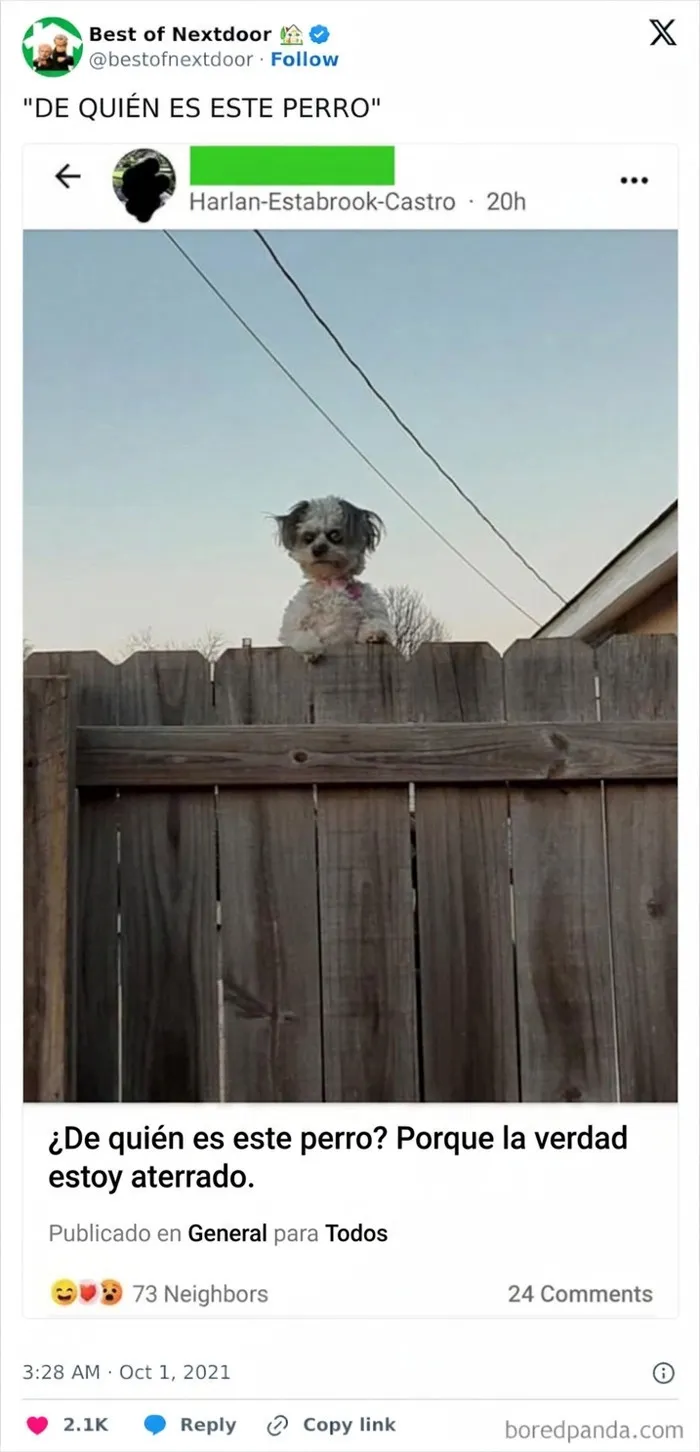 Perro curioso asomado sobre cerca en anécdotas divertidas entre vecinos