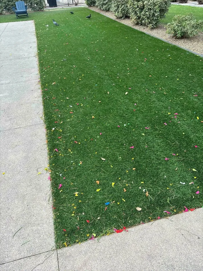 Césped lleno de basura tras una fiesta de revelación por personas que actúan como egocéntricos.