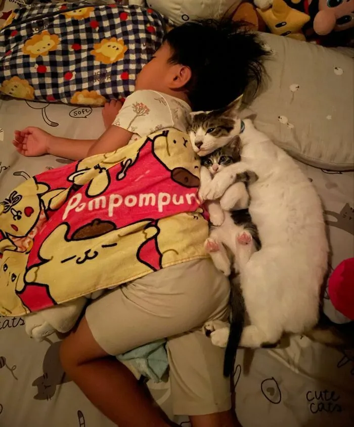 Un nino durmiendo abrazado de sus tiernos gatos, tiernas imagenes de animales.