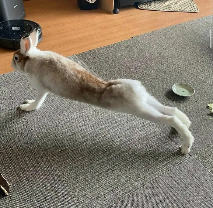 Conejo estirándose en el suelo en divertidas imágenes de animales.