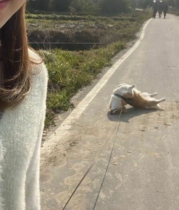 Un perro tumbado de espaldas en el suelo mientras lo pasean, divertidas imágenes de animales.