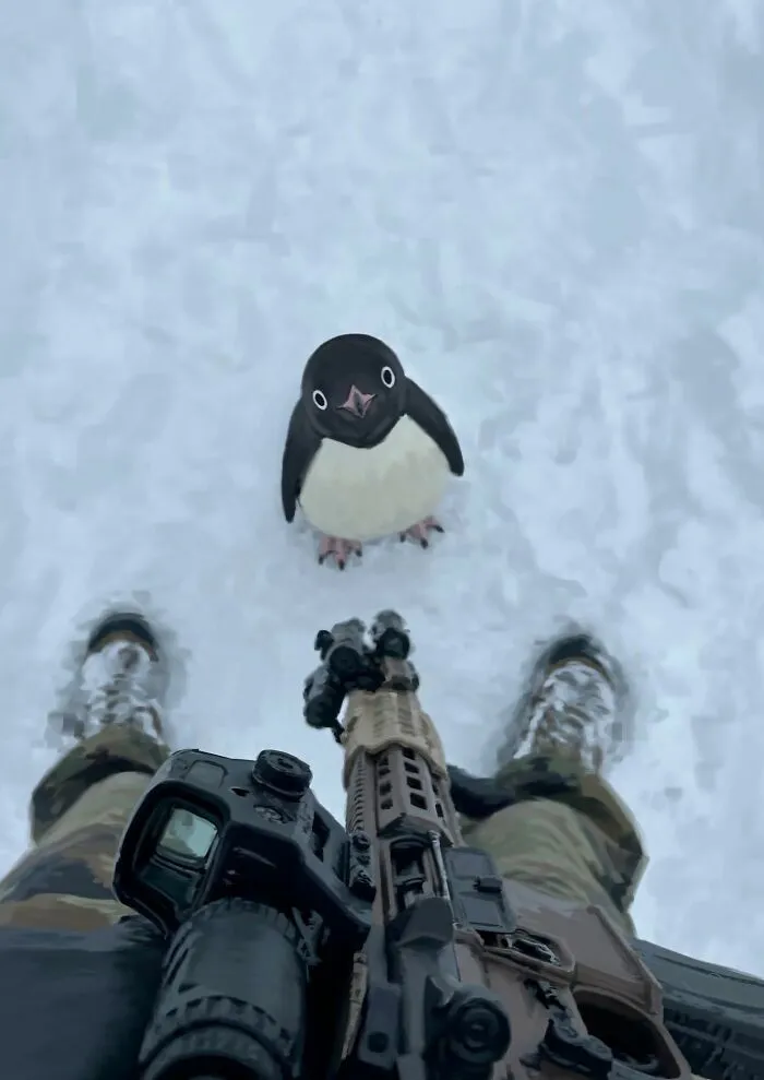 Pequeño pingüino curioso sobre la nieve en tiernas imágenes de animales.