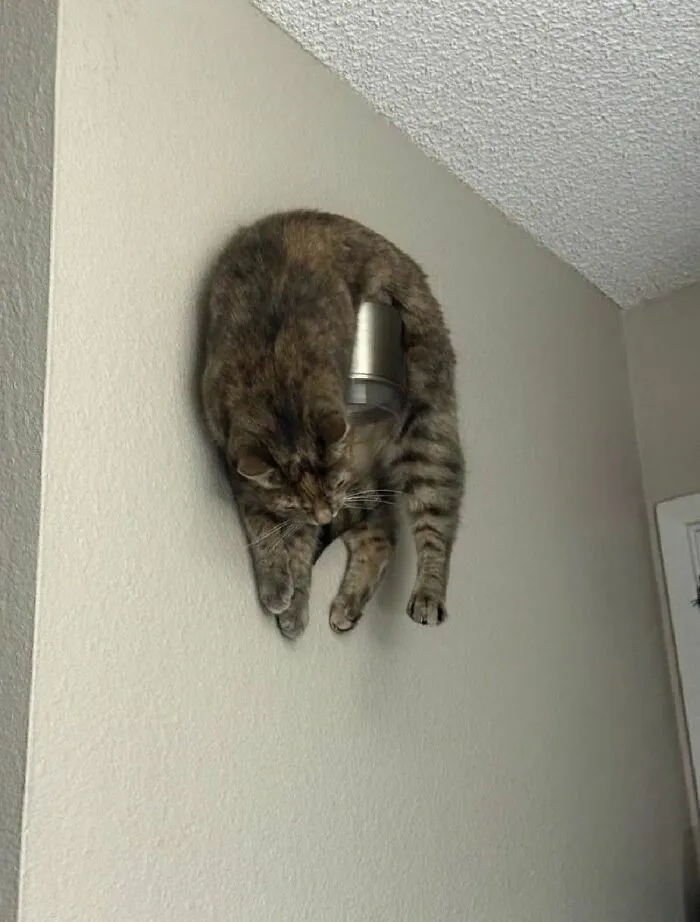 Un gato atigrado colgado de forma divertida en una lámpara de pared, parte de imágenes de animales.