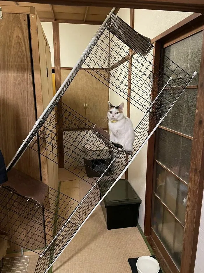 Un gato blanco dentro de una estructura de rejilla volcada en imagenes importantes de animales