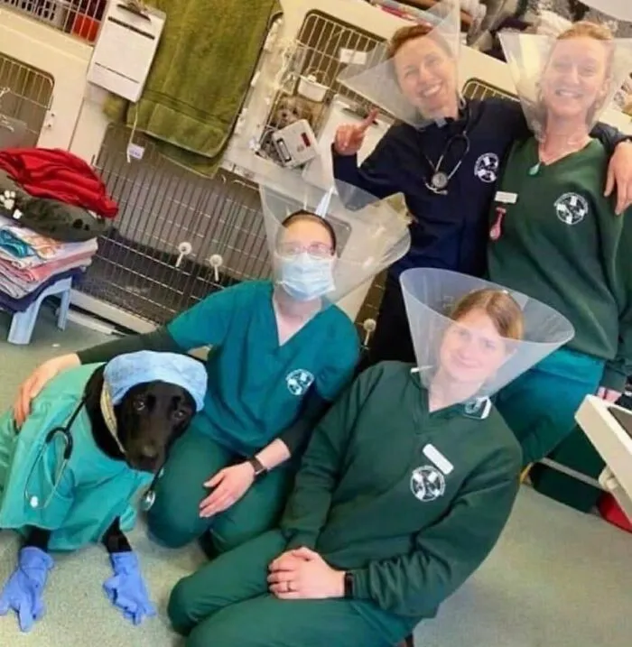 Veterinarios usando conos medicos junto a un perro, ejemplo de imagenes importantes de animales