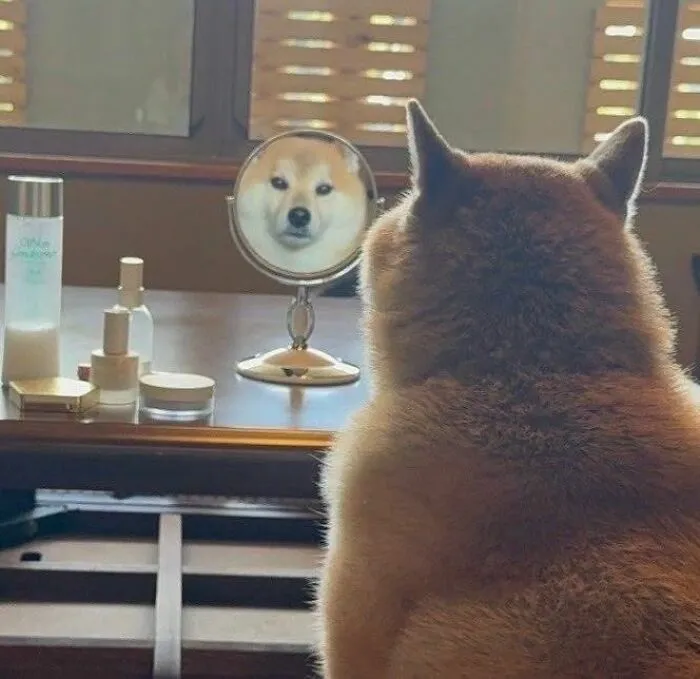 Un perro shiba inu mirándose en un espejo de mesa, una de las mejores imágenes de animales.