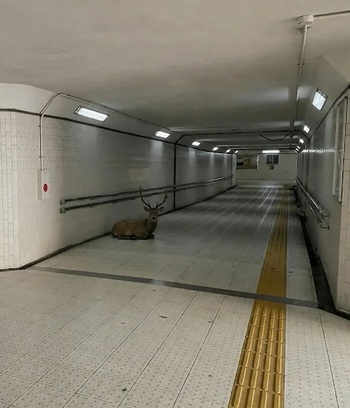 Un ciervo descansando en un pasillo subterraneo, entre curiosas imagenes importantes de animales