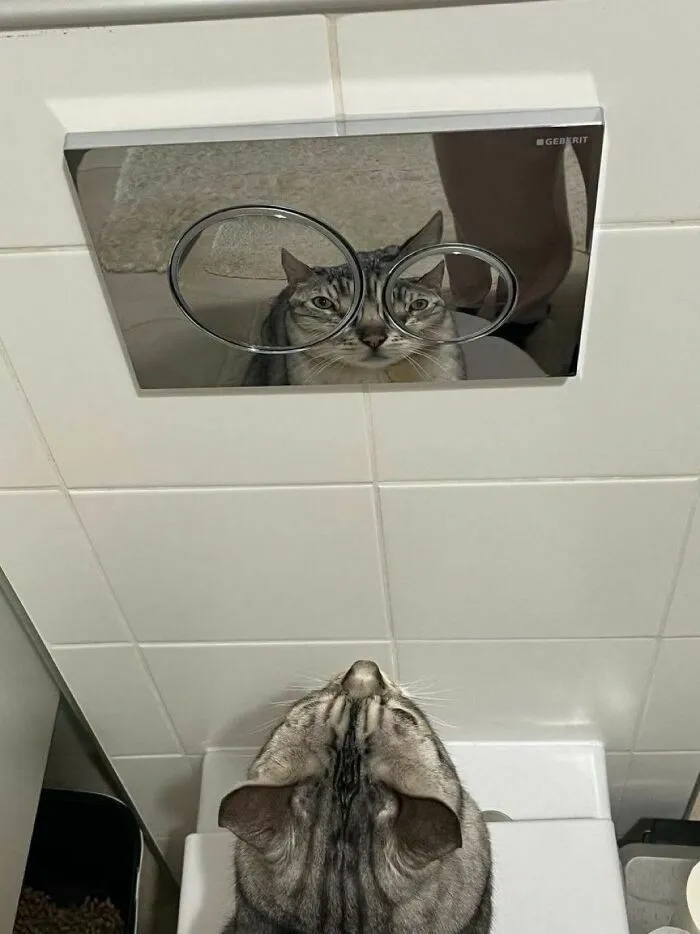 Un gato reflejado con ojos gigantes en un botón de baño, parte de las imágenes importantes de animales.