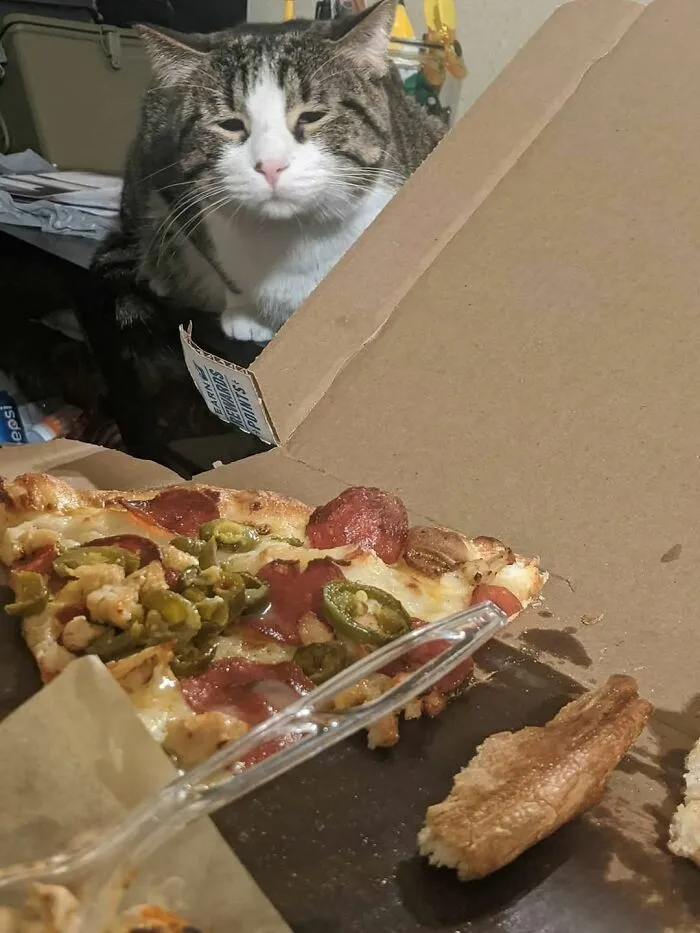 Un gato regordete mirando con deseo una rebanada de pizza, una de esas imágenes importantes de animales.