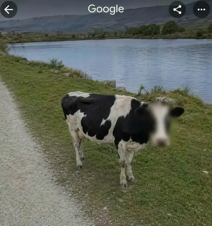 Vaca en un sendero junto a un lago con la cara difuminada en Google Maps, imágenes importantes de animales.