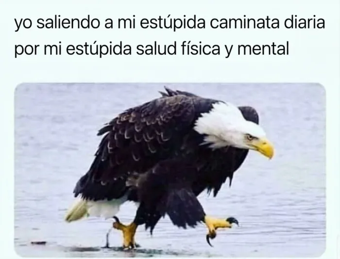 Meme divertido de un águila caminando en el agua con un texto sobre la salud física y mental.
