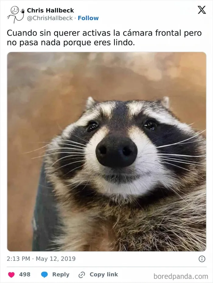 Meme divertido con la foto de un mapache tierno mirando a la camara frontal