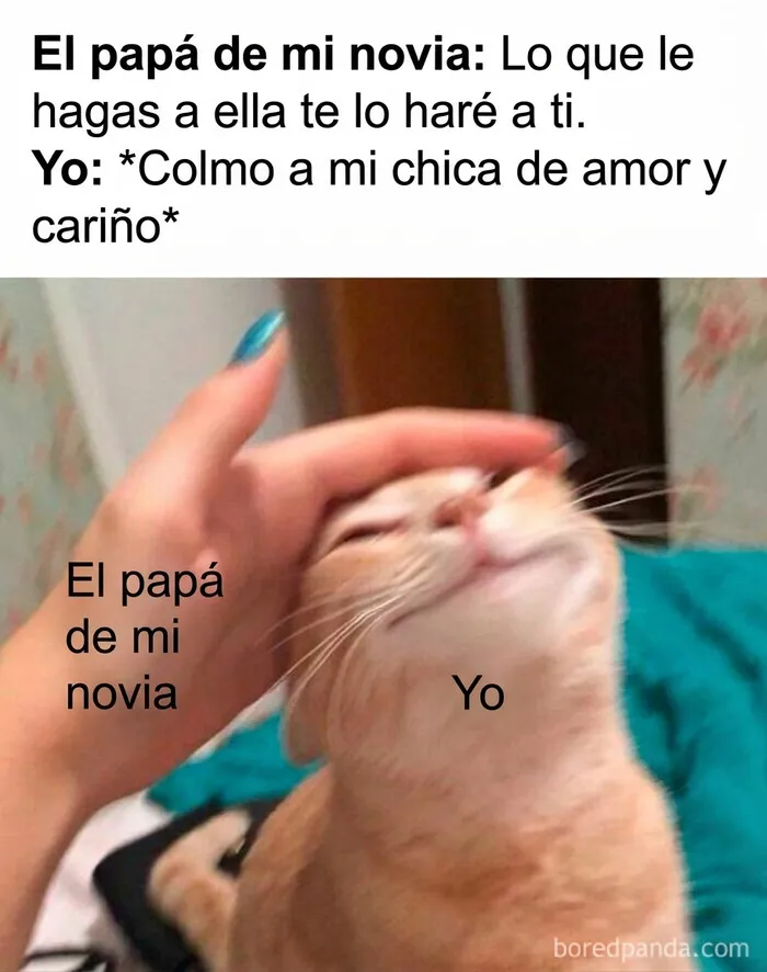 Meme divertido de un gato siendo acariciado en la cabeza que representa una tierna relación familiar.