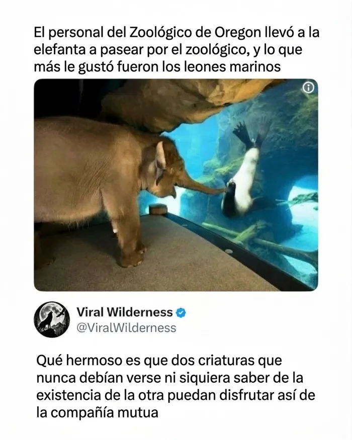 Elefanta interactuando con un león marino en el agua, mostrando la belleza de la naturaleza