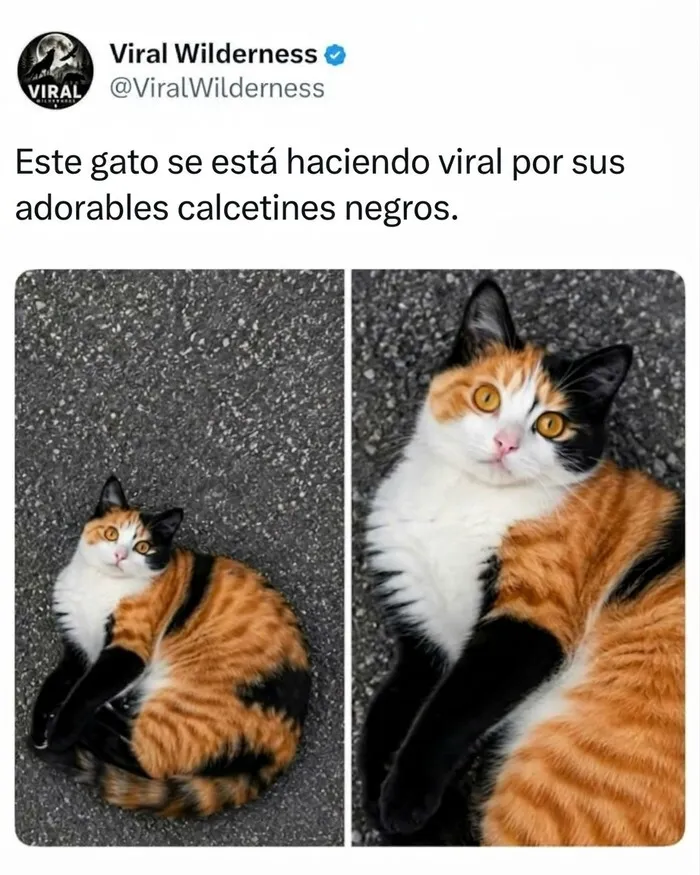 Gato tricolor con patas negras que simulan calcetines, un adorable ejemplo de animales.