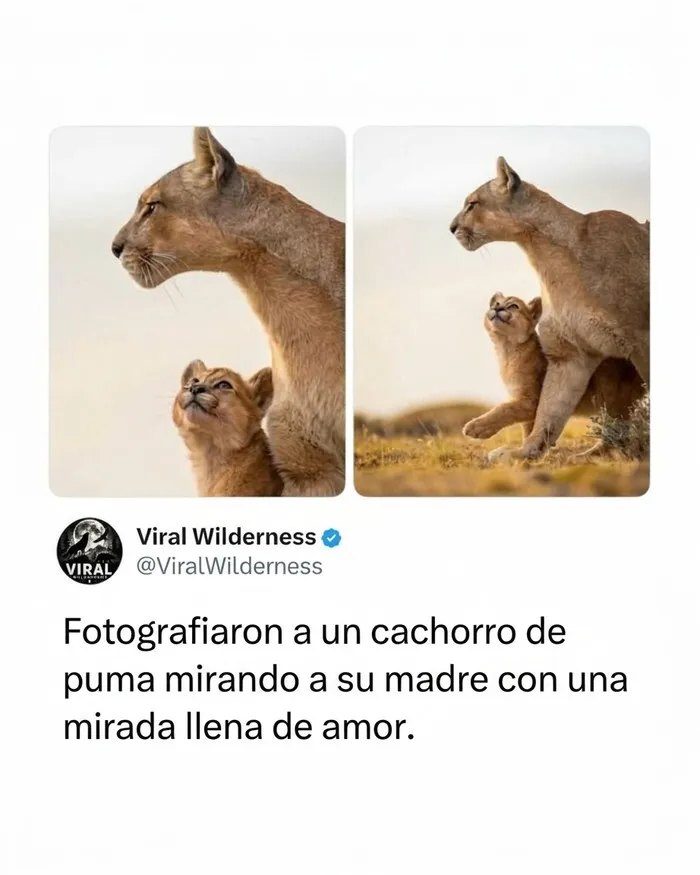 Un cachorro de puma mirando con ternura a su madre, retratando el amor de los animales.