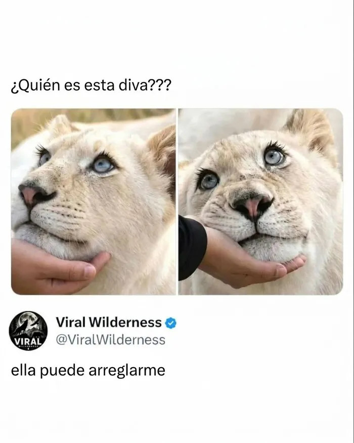 Leona con mirada expresiva recibiendo caricias en momentos fascinantes de animales hermosos