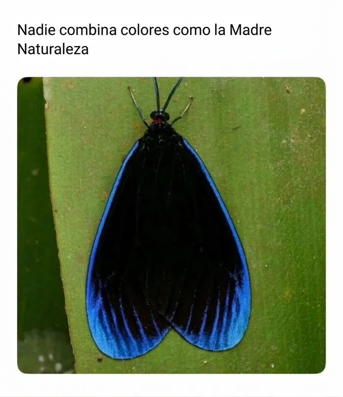 Mariposa de color negro con bordes azul brillante, una muestra de animales y la naturaleza.