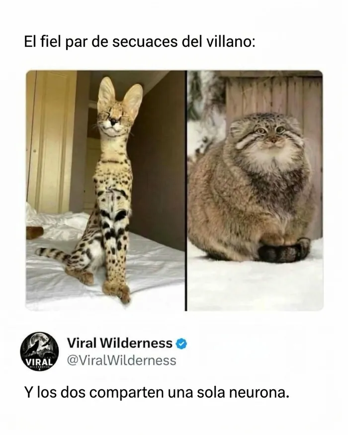 Dos felinos exóticos con expresiones curiosas que reflejan la diversidad de los animales.