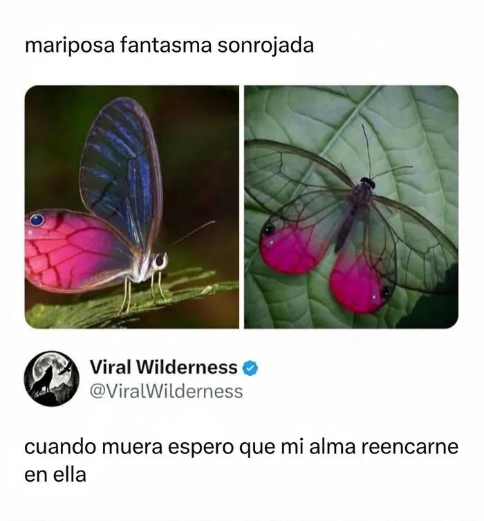 Mariposa fantasma con alas transparentes en momentos fascinantes de animales y su belleza