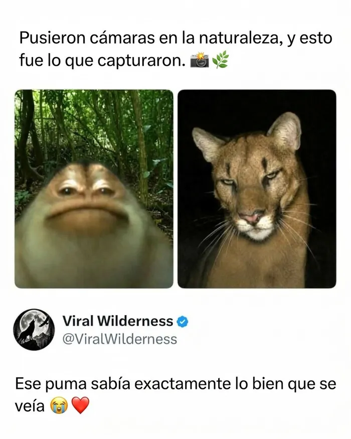 Puma posando ante cámara oculta en la naturaleza, momentos fascinantes de animales salvajes