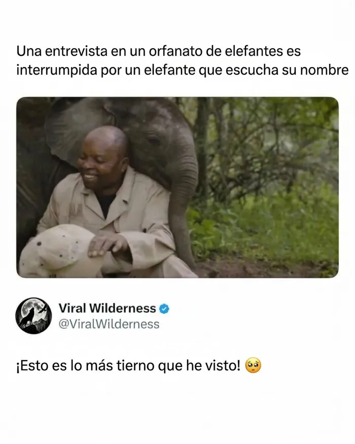 Elefante tierno abrazando a su cuidador en momentos fascinantes de animales en libertad