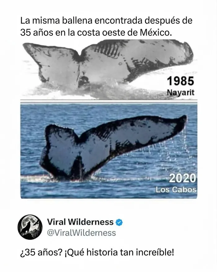 Cola de ballena en Nayarit y Los Cabos, momentos fascinantes de animales.
