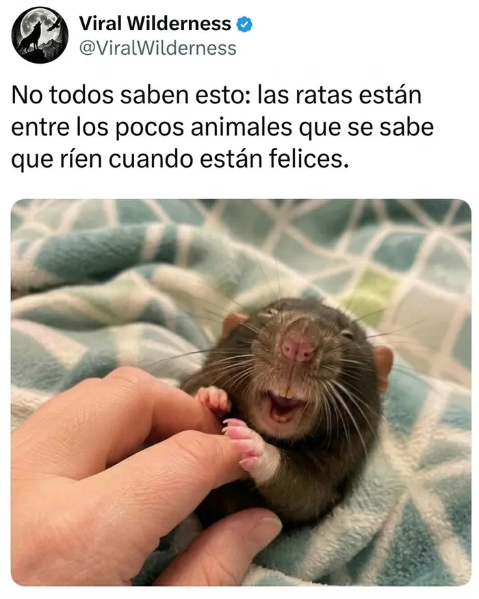Rata pequeña sonriendo y feliz en momentos fascinantes de animales.
