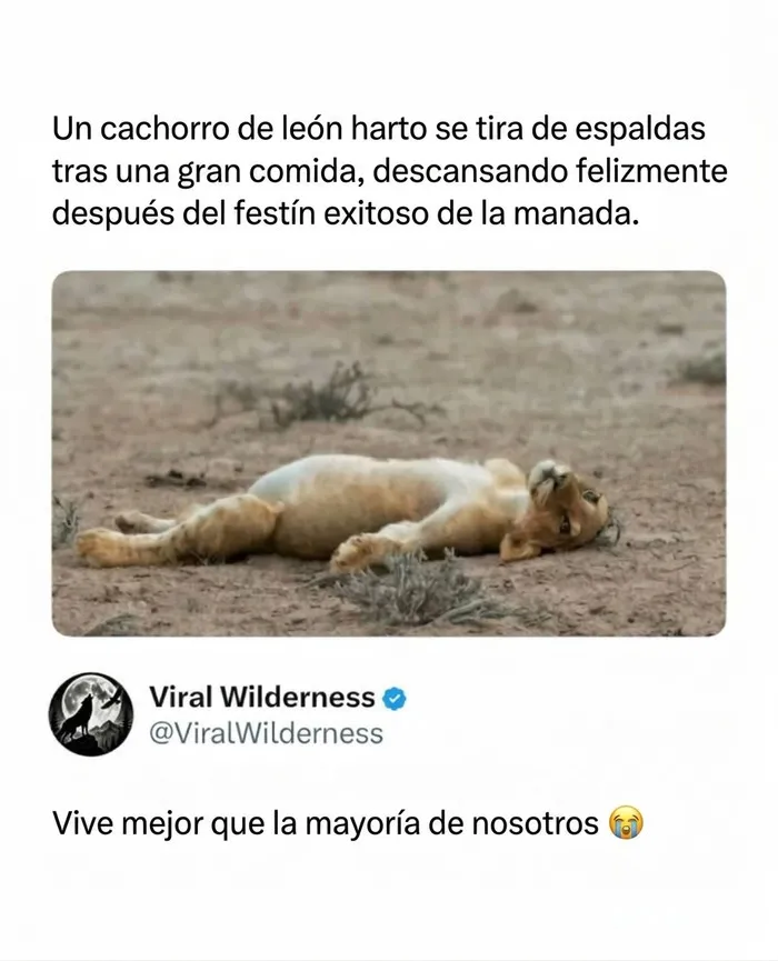 Cachorro de león panza arriba descansando, hermosos momentos fascinantes de animales.