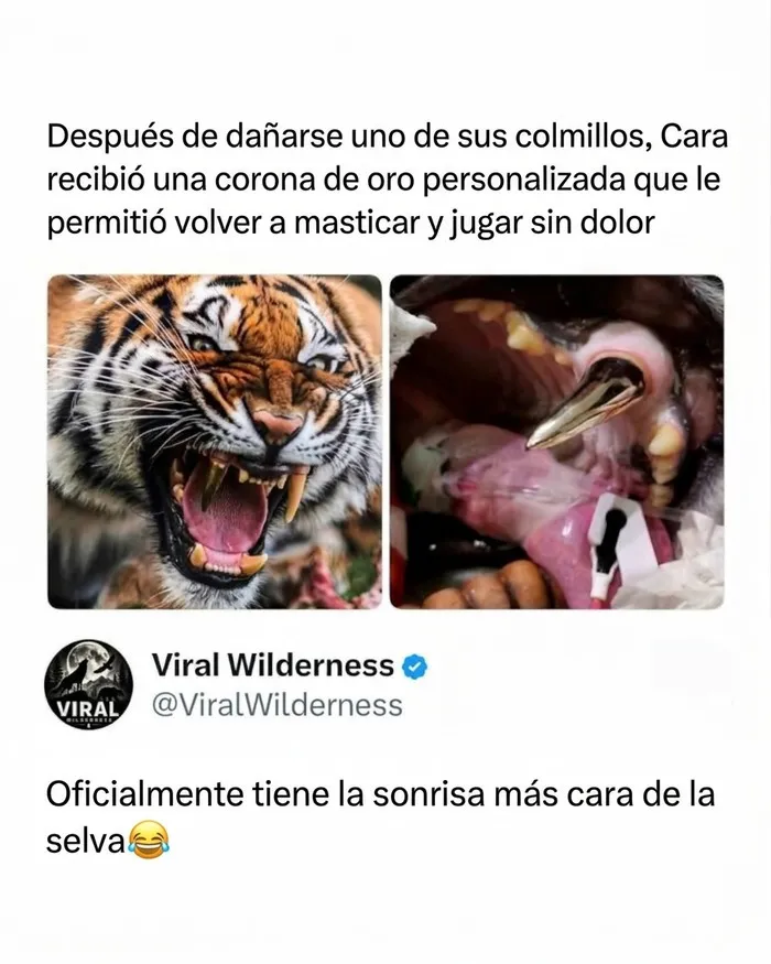 Tigre con colmillo de oro en momentos fascinantes de animales en la naturaleza.
