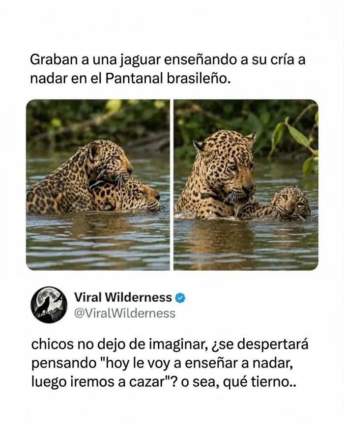 Jaguar enseñando a nadar a su cría en el agua, momentos fascinantes de animales.