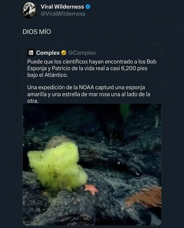 Una esponja amarilla y estrella de mar rosa en el océano, momentos fascinantes de animales y naturaleza.