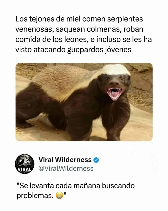 Un tejón de miel rugiendo con actitud desafiante, mostrando momentos fascinantes de animales.