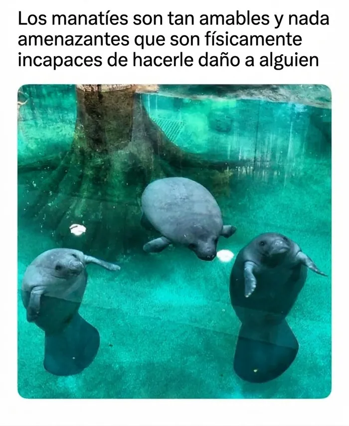 Tres amigables manatíes nadando bajo el agua, un ejemplo de los momentos fascinantes de animales.