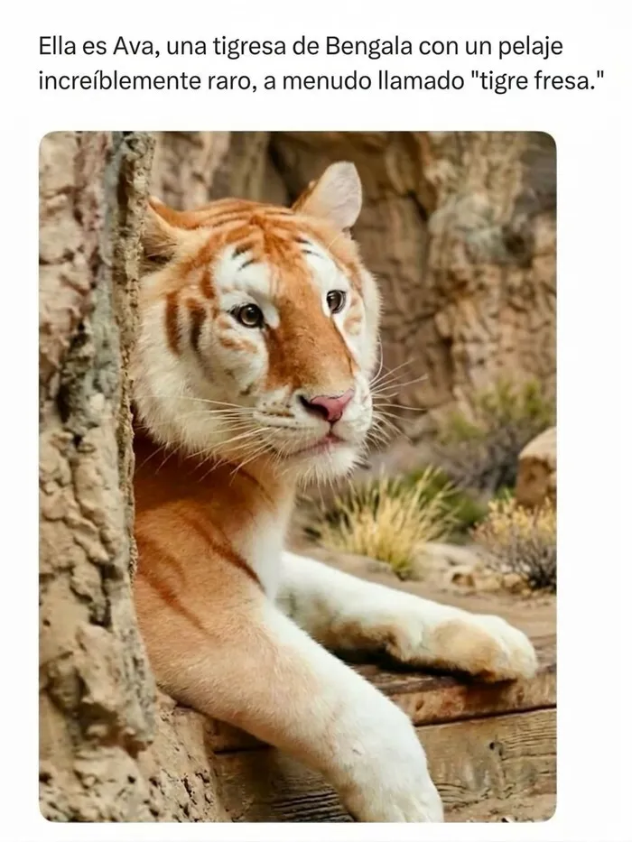 Un hermoso e inusual tigre fresa de Bengala descansando, capturando momentos fascinantes de animales.