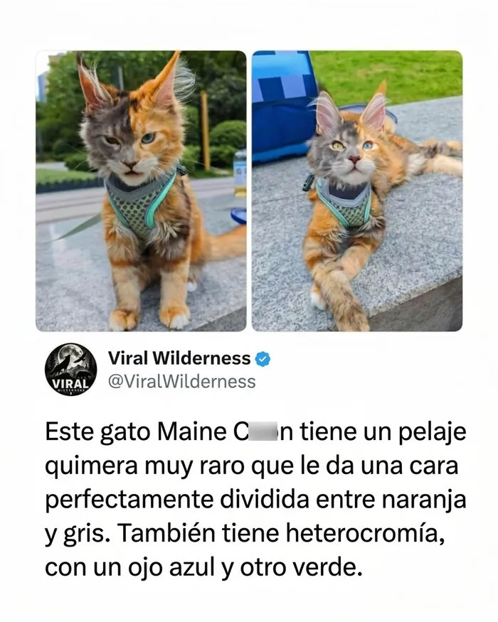 Gato Maine Coon con rostro bicolor gris y naranja, mostrando lo increíble de la naturaleza.