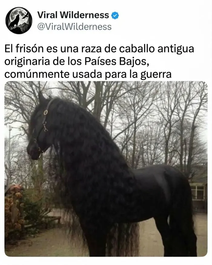Caballo frison de color negro con larga melena, uno de los momentos fascinantes de animales en la naturaleza.