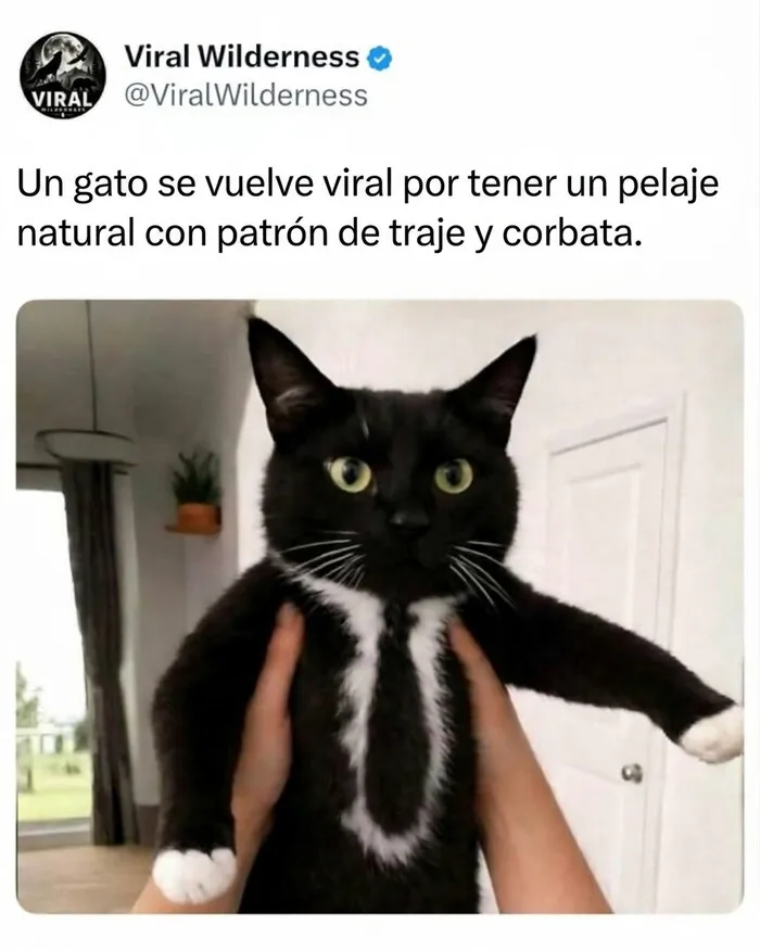 Gato negro con pelaje blanco en forma de corbata, una de las curiosidades de animales en internet.