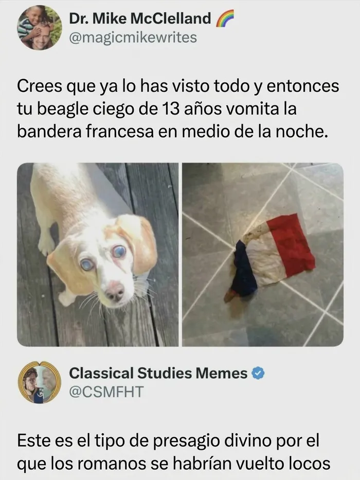Perro junto a una bandera francesa en el suelo, perfecto para publicaciones divertidas para ayudar a relajarte.