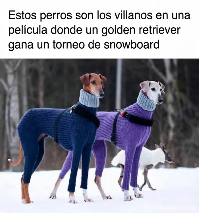 Dos perros con suéteres de cuello alto en la nieve, ideal entre publicaciones divertidas para ayudar a relajarte.