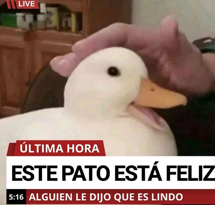 Meme tierno de un pato feliz acariciado, ideal para relajarte