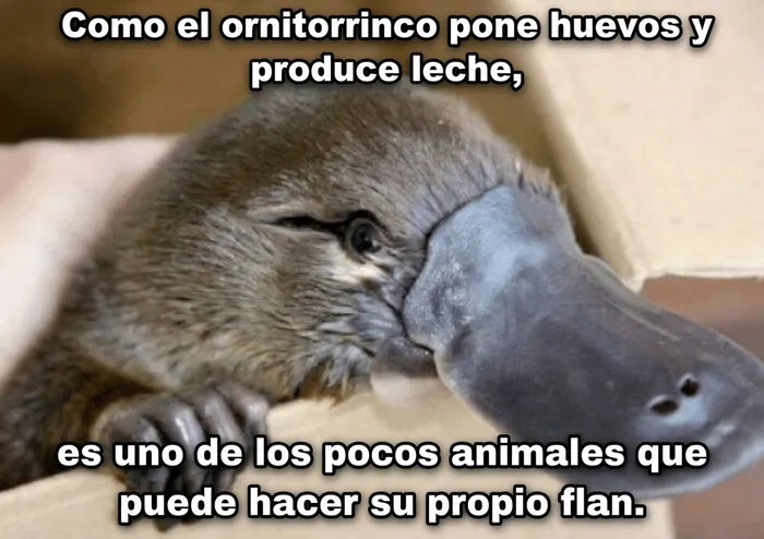 Meme de ornitorrinco con un texto gracioso sobre el flan, una de nuestras publicaciones divertidas.