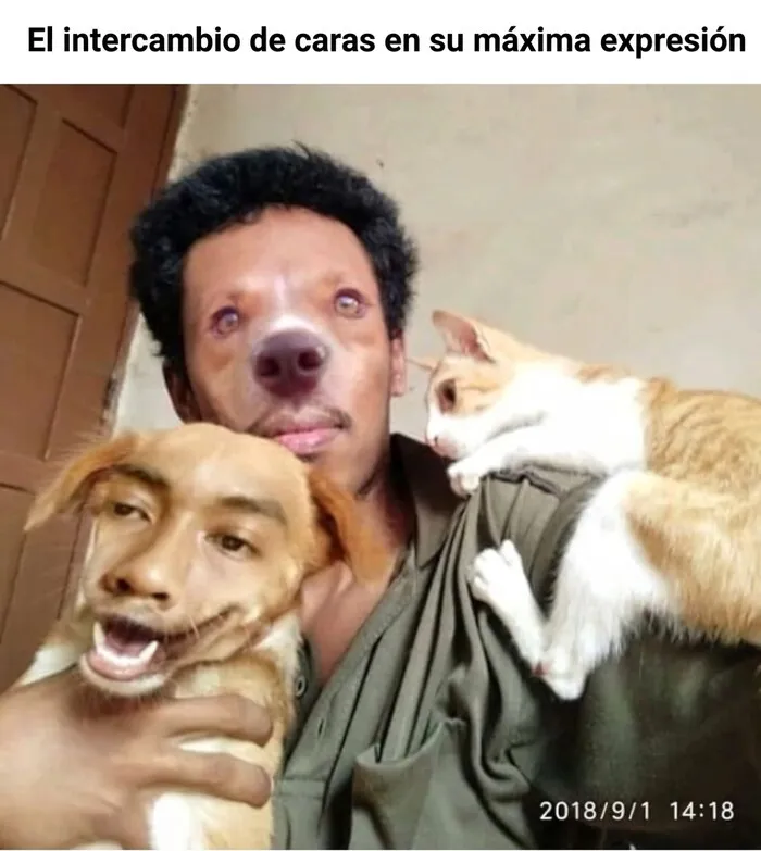 Meme gracioso de intercambio de rostros entre hombre y perro, entre las publicaciones divertidas para relajarte