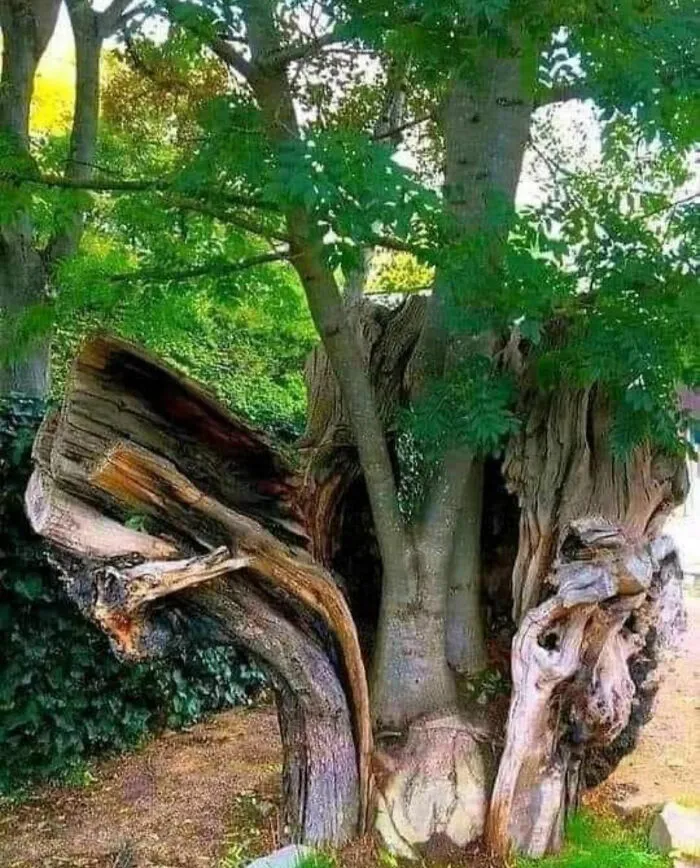 Arbol joven creciendo dentro de un tronco viejo cortado, cosas tan curiosas de la vida y la naturaleza.