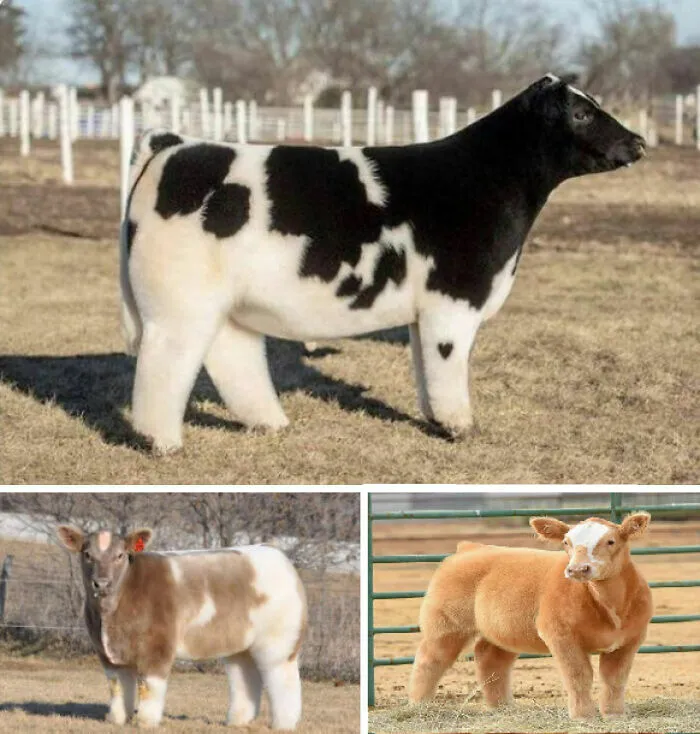 Vacas de exhibición con pelaje esponjoso, imágenes curiosas de animales