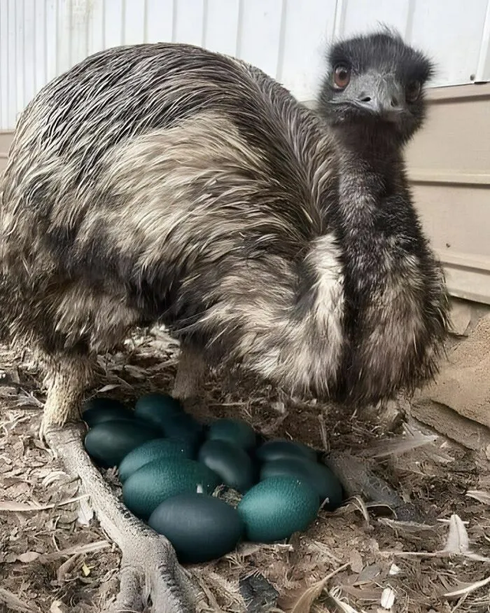 La comunidad comparte cosas curiosas como un emú vigilando orgullosamente su nido lleno de huevos verdes.