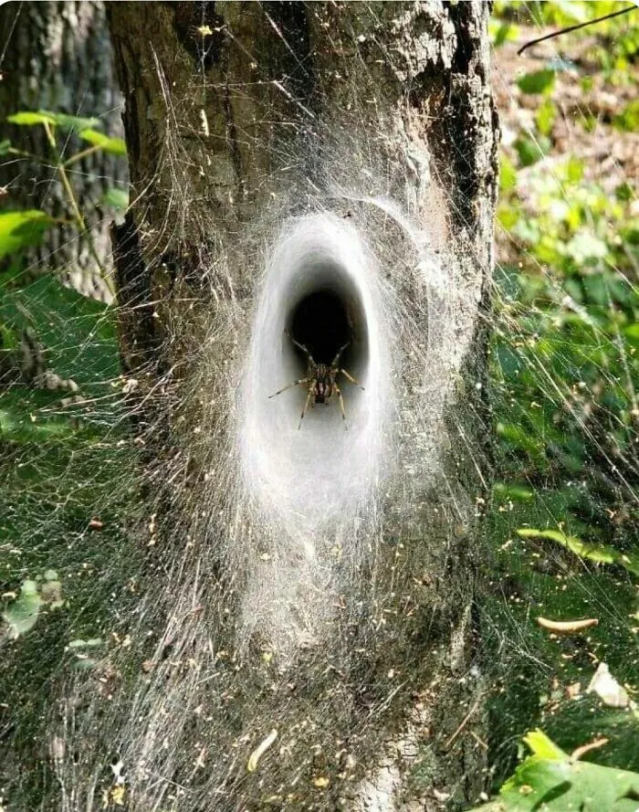 Una araña esperando en la entrada de su telaraña en forma de túnel en un árbol, parte de estas cosas curiosas.