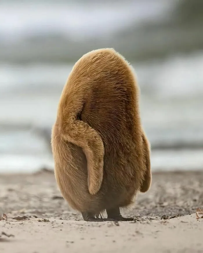Vista trasera de un polluelo de pingüino rey con plumaje marrón esponjoso, de las cosas curiosas del mundo animal.