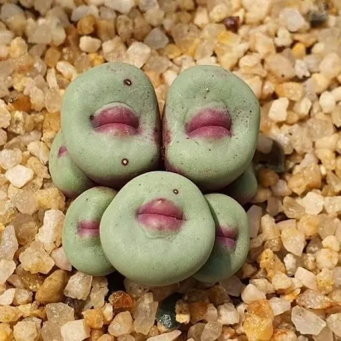 Pequeñas plantas suculentas Conophytum pageae que parecen labios humanos, un ejemplo de cosas curiosas del planeta.
