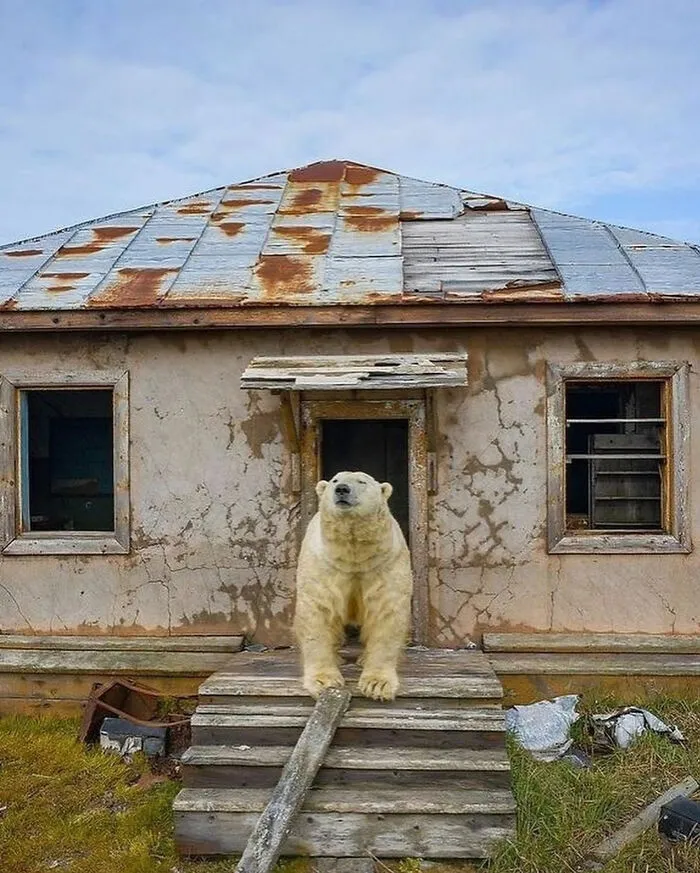 Oso polar en la puerta de una casa abandonada, parte de las cosas tan curiosas de internet